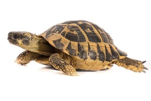 Testudo hermanni hermanni, adulte
